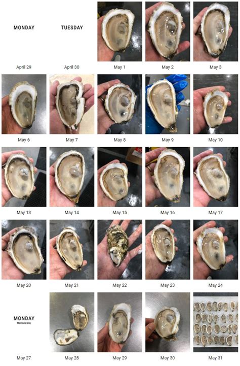 how much do oysters weigh.